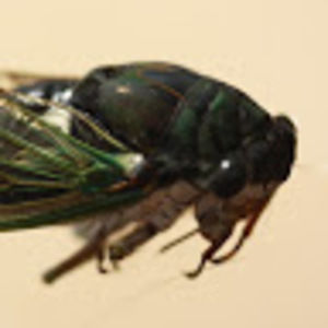 Meet your Posher, Christie